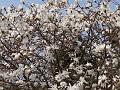 2012-0313-1330_Magnolia_11C